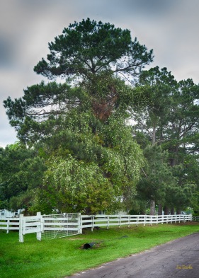 On a property along this road, which happens to be the Old Dallas - Shreveport Historic Parkway, a climbing rose and a pine tree grow together.