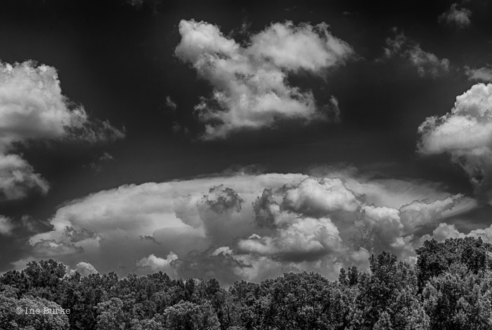 Clouds Mocking Trees by Ine Burke-3