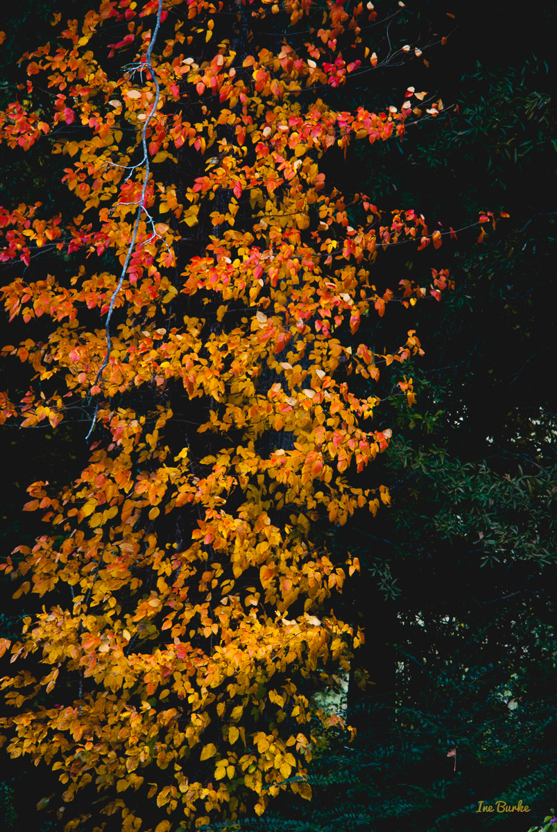 Fall Foliage 2014-141111-146_0085