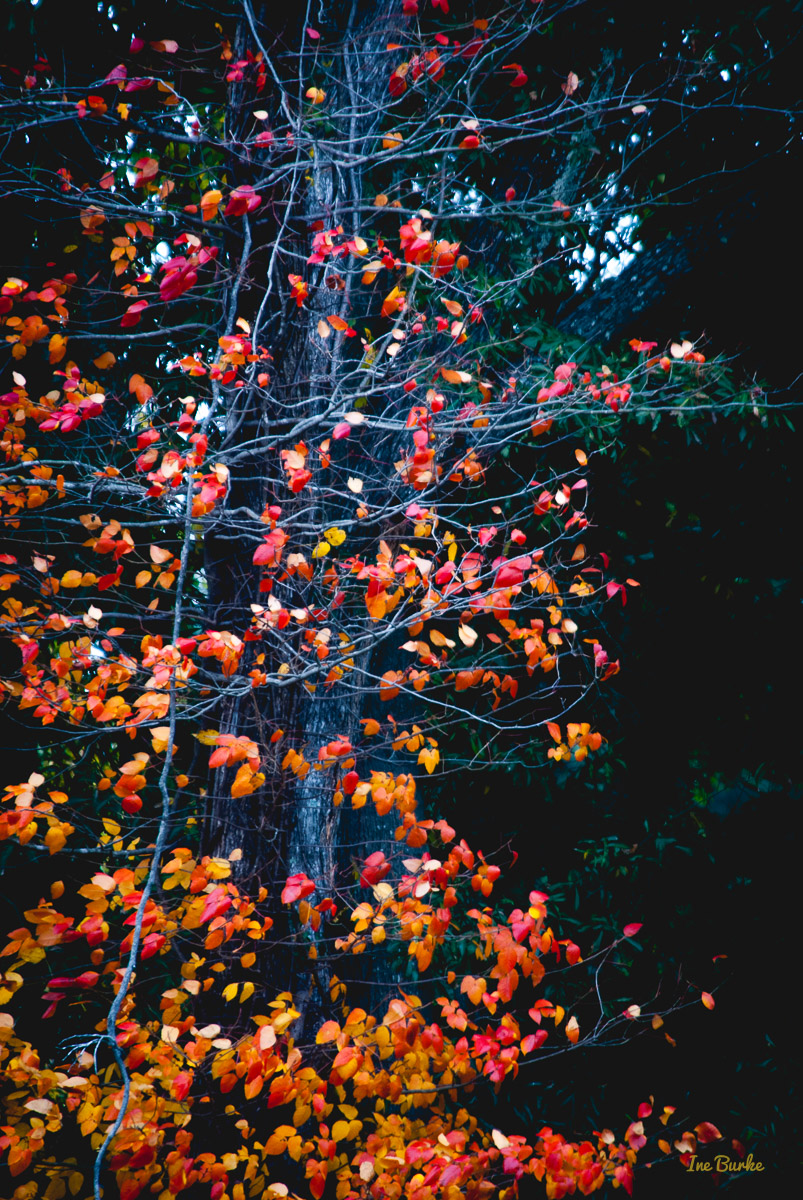 Fall Foliage 2014-141111-146_0088