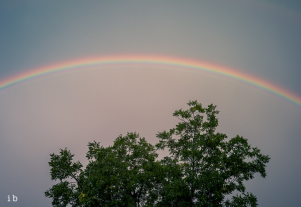 Rainbow over Pecan Tree