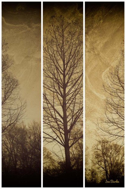 Triptych Cypress Tree -150106